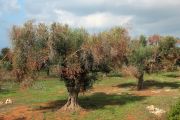 b_180_160_16777215_00_images_xylella.jpg
